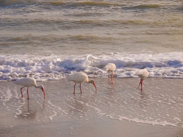 Birds Wading in the Surf on Sanibel Island Beach-Florida-USA